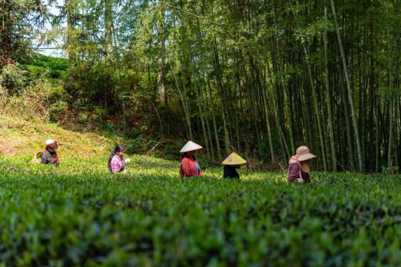 jbo竞博马头岩茶叶开启一年一度春茶采茶季(图3)