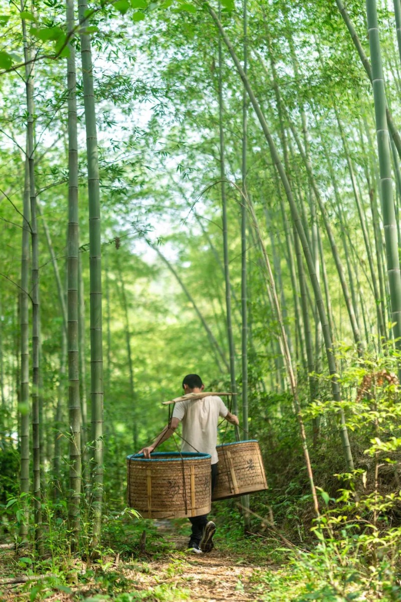 jbo竞博马头岩茶叶开启一年一度春茶采茶季(图4)